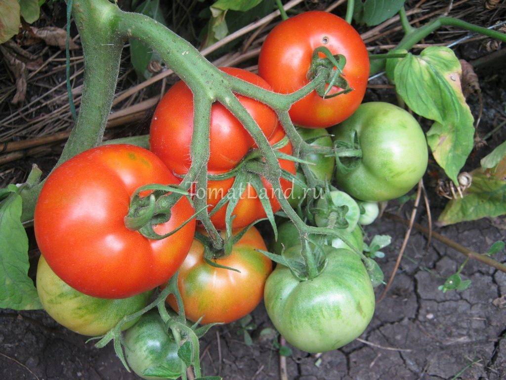 Джина: описание сорта томата, характеристики помидоров, выращивание
