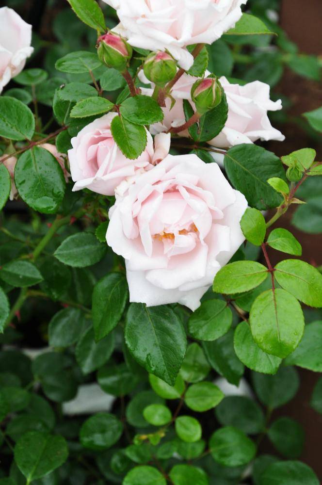 Плетистая роза нью доун: неприхотливый элегантный сорт в декоре сада
