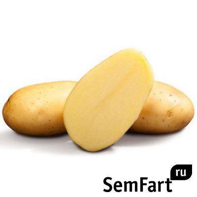 О картофеле взрывной: описание семенного сорта, характеристики, агротехника