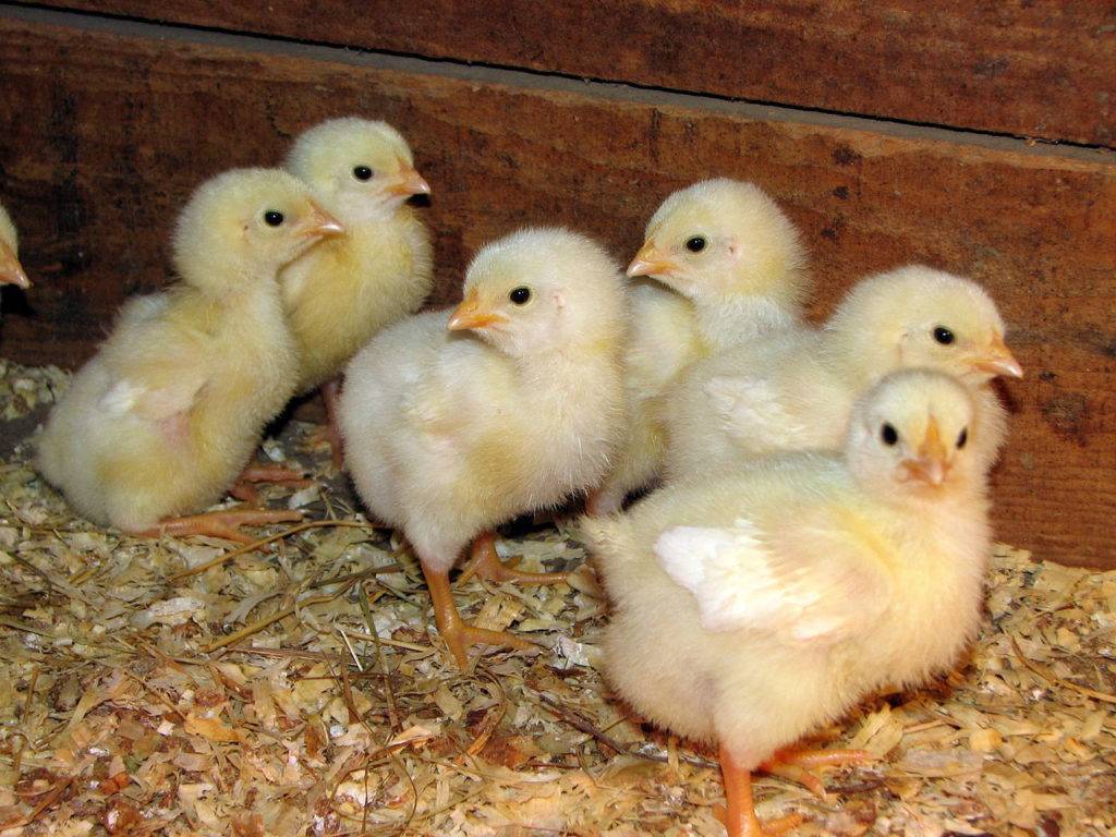 Как и чем кормить бройлерных цыплят в домашних условиях - старт - откорм - финиш