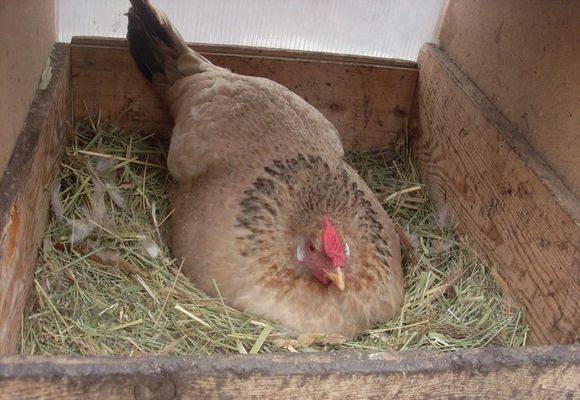 Курица села высиживать яйца: что делать дальше после того, как посадили