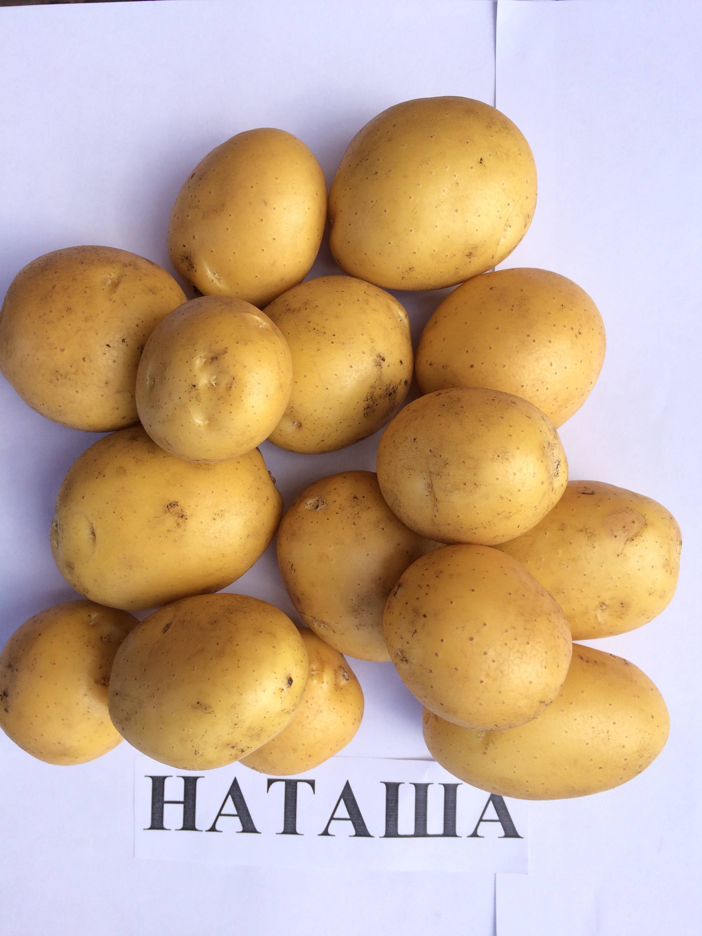 Перспективный голландский картофель таисия: описание сорта, характеристики, фото