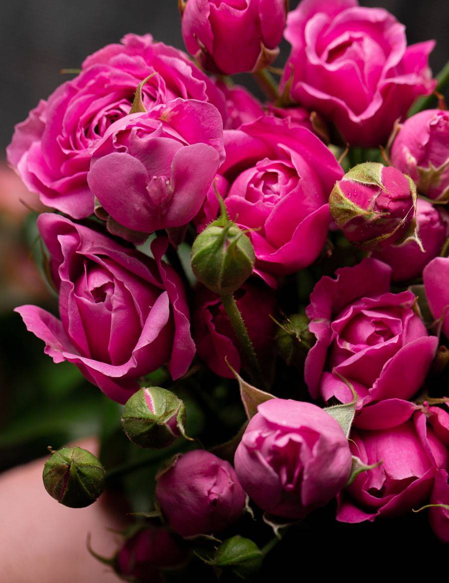 О розе Misty Bubbles: описание и характеристики сорта кустовой розы
