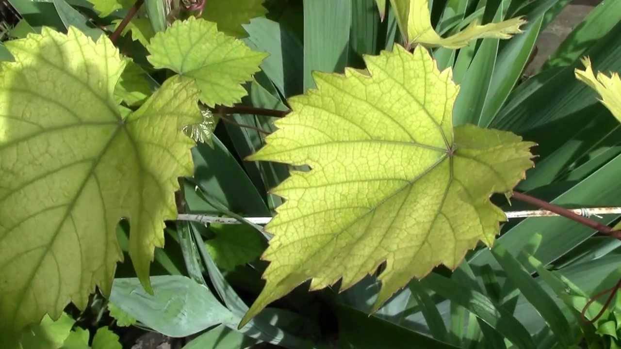 Скручиваются листья у винограда