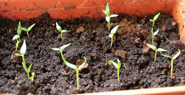Как вырастить капусту белокочанную самостоятельно: после чего из овощей и как проводить посадку семян, в том числе безрассадным способом, сколько составляют сроки?