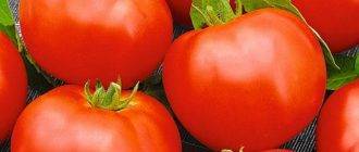 Правила выращивания рассады помидоров: посадка и уход