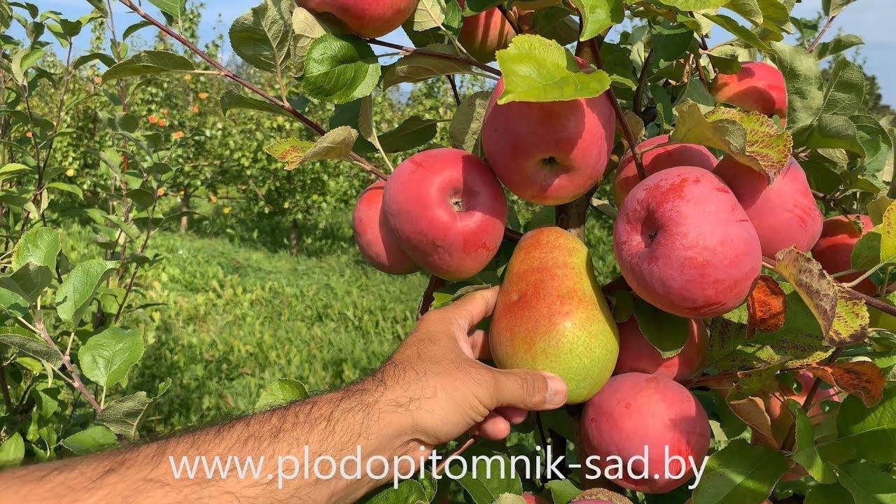 Сорт яблони флорина: ботаническое описание и характеристика, агротехника выращивания