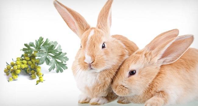 О полыни для кроликов: правила скармливания, можно ли давать как лекарство