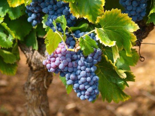 Виноград зилга: описание сорта и советы по выращиванию