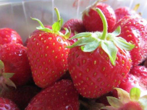 Клубника прими: новый сорт-гигант со вкусом «на пять с плюсом»