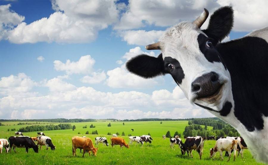 Сонник корова молоко. к чему снится корова молоко видеть во сне - сонник дома солнца