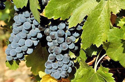 Разновидности болезней винограда и меры борьбы с ними