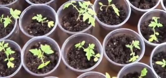 Выращивание рассады капусты в домашних условиях пошагово