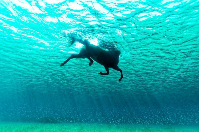Сонник плавать с лошадью. к чему снится плавать с лошадью видеть во сне - сонник дома солнца