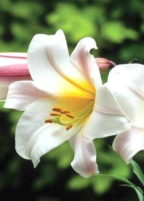 О лилии фаворитка: описание и характеристики, посадка и уход за лилией-тюльпаном