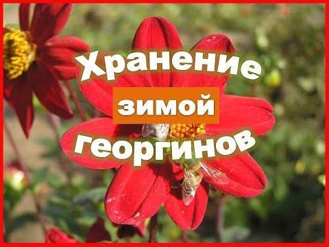 Как хранить георгины зимой в домашних условиях