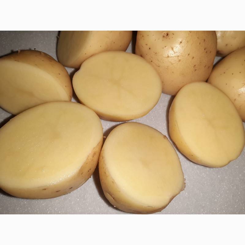 Голландец популярный в россии — картофель «коломбо»: описание сорта, фото, характеристика