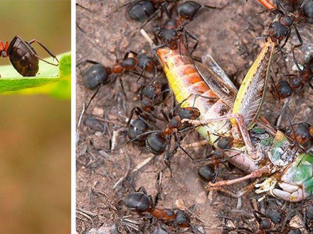 Как избавиться от муравьев в теплице: как бороться в парнике, вывести народным средством садовых и уничтожить