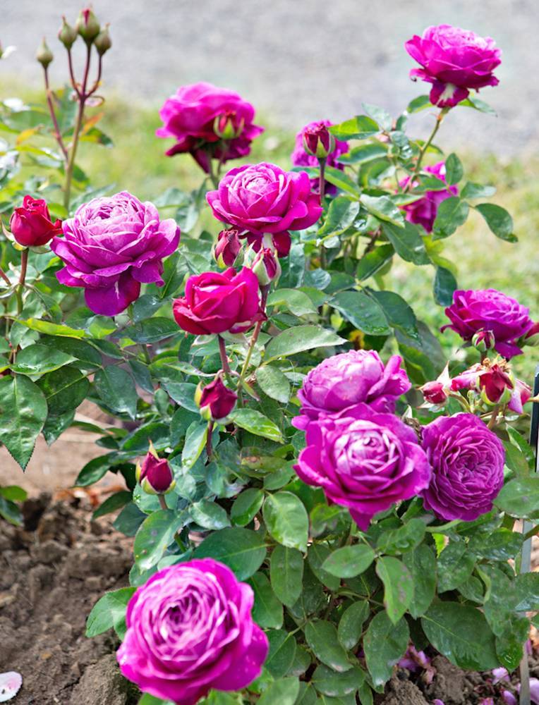 Роза heidi klum rose (хейди клюм роз) почвопокровная. описание сорта роз хайди клум heidi klum rose heidi klum rose хайди клум розе