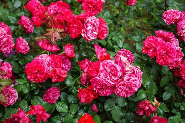 В помощь цветоводу: календарь подкормок и обработок роз на весь сезон