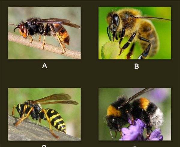 Отличия и сходства осы, пчелы, и шмеля
