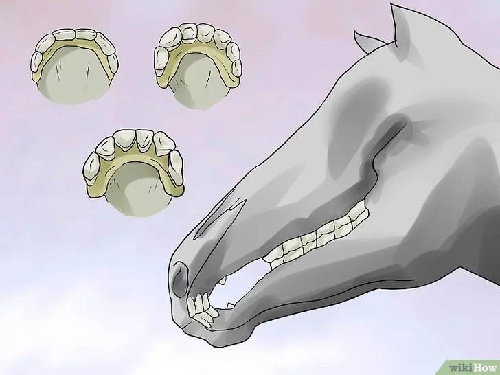 Масти и аллюры лошадей. признаки, позволяющие определять возраст лошадей по зубам