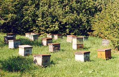 Как и чем подкармливать пчел? советы пчеловодам.