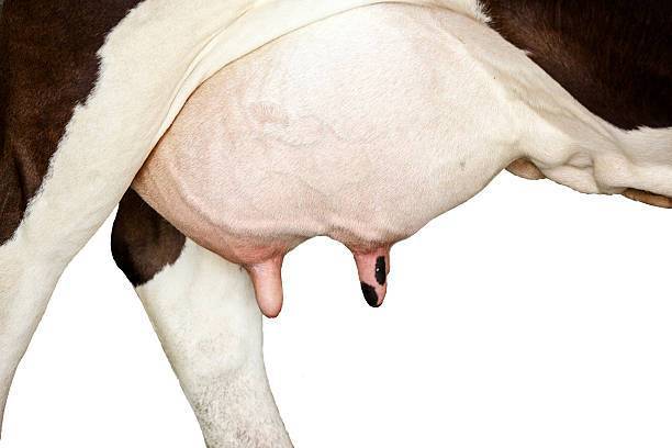 Вымя коровы – молочная железа крс 2020