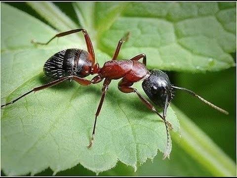 10 эффективных способов борьбы с муравьями в теплице