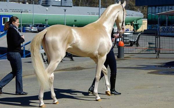8 самых больших лошадей мира