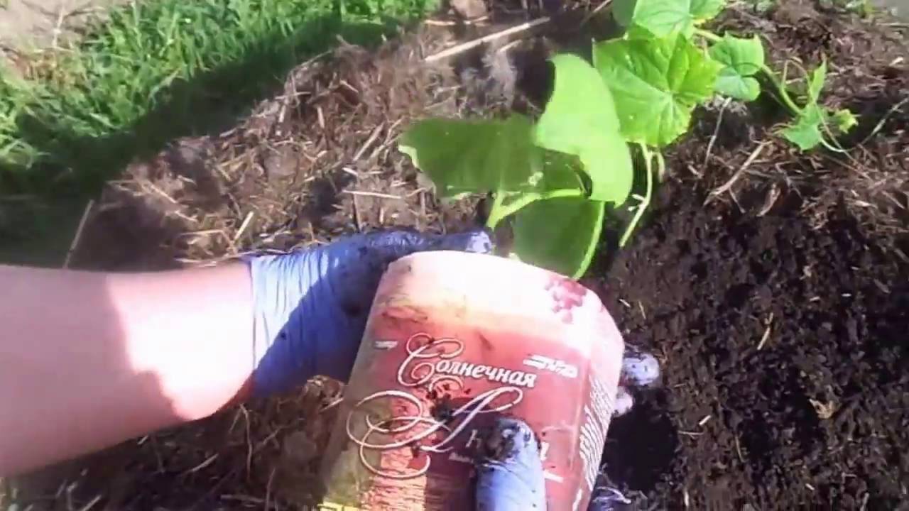 Как посеять огурцы на рассаду: пошаговый мастер-класс