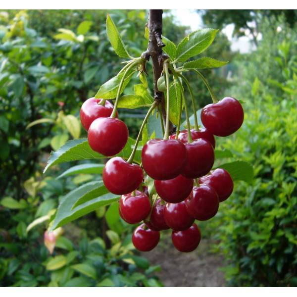 О вишне Шпанка: описание и характеристики сорта, уход и выращивание