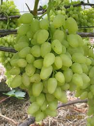 О винограде Долгожданном: описание и характеристики сорта, посадка и уход
