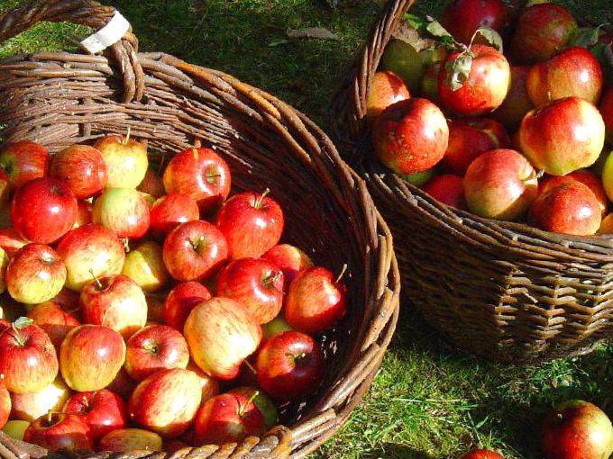 Сорт яблони коробовка фото и описание сорта