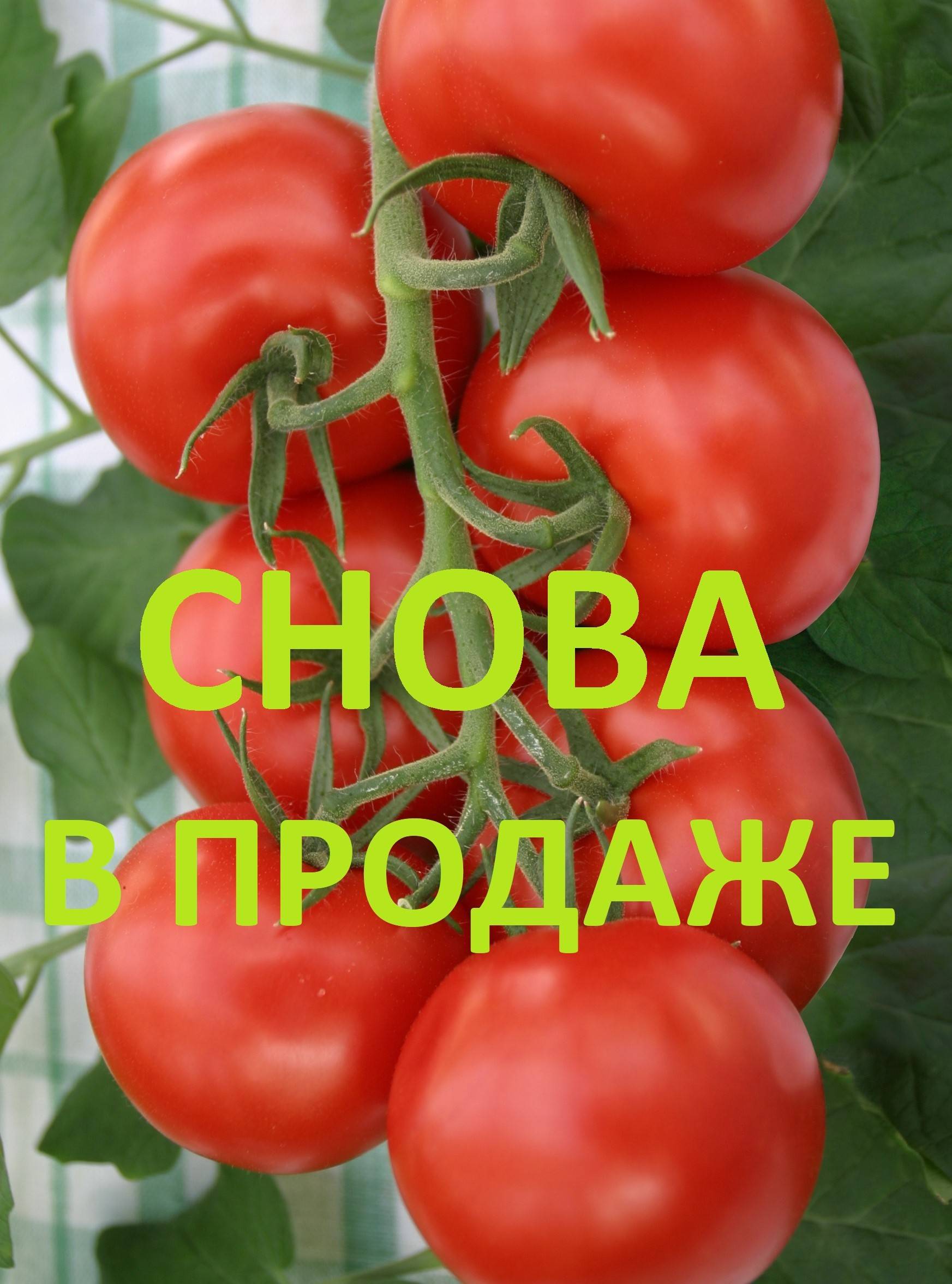 Томат катя f1: отзывы, фото, урожайность, описание и характеристика | tomatland.ru