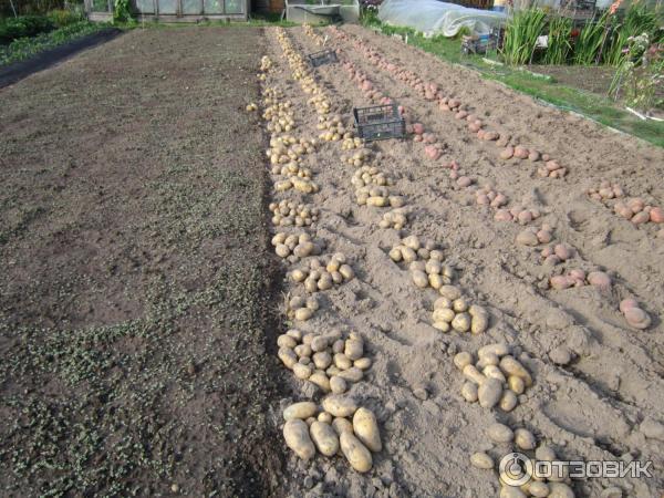 Лорх: описание семенного сорта картофеля, характеристики, агротехника
