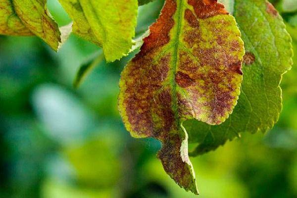 Причины, почему у сливы желтеют и опадают листья и что делать