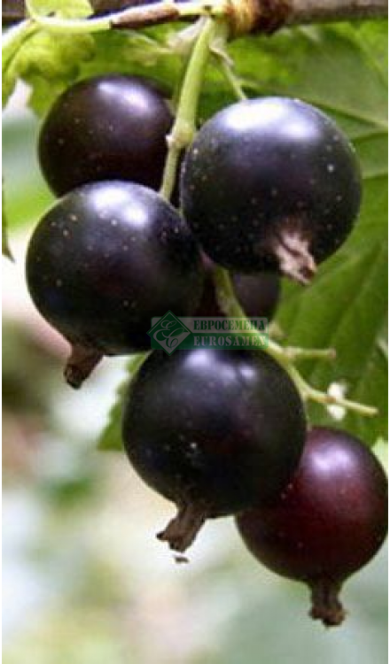 Чёрная смородина церера: характеристики сорта и особенности выращивания