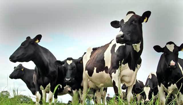 Жирность молока - какой процент дает корова 2020