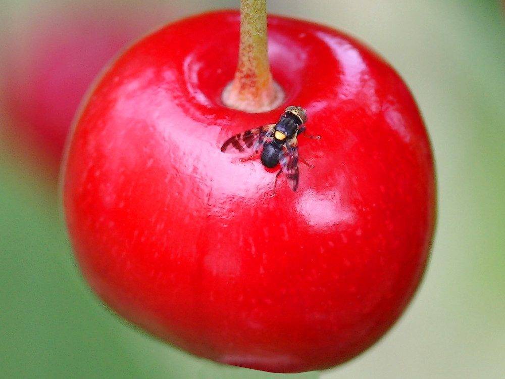 О вишневой мухе: как избавиться, чем обработать, каким препаратом опрыскать