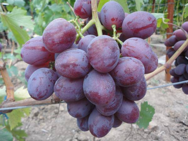 Виноград феномен: отзывы, описание сорта, агротехника, достоинства и недостатки