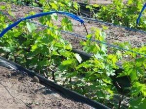 Крепкая опора для винограда – как подвязать виноград своими руками