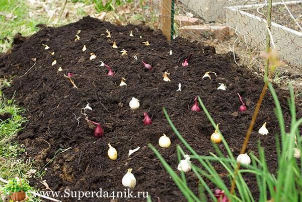 Как сажать лук весной? методика и сроки посадки лука севок / посева семенами (чернушка)