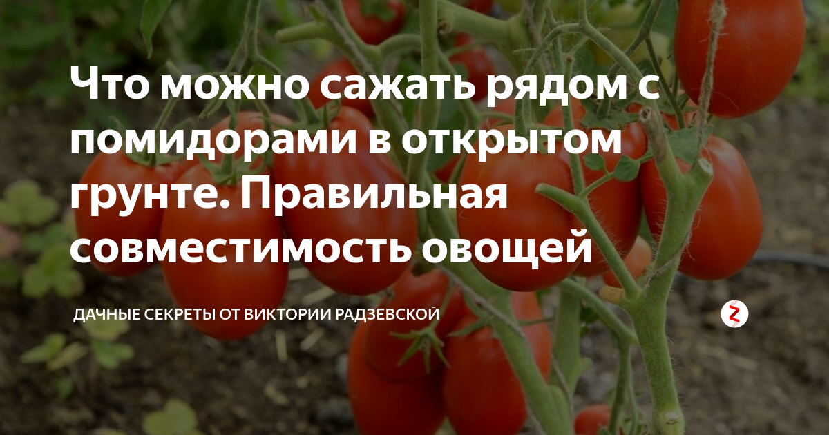 Что посадить рядом с помидорами, можно ли посадить огурцы и капусту рядом с томатами