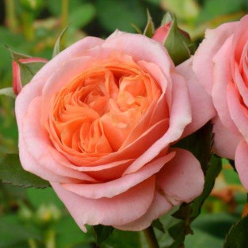 Характеристики английской сортовой розы мэри роуз: когда высаживать, как ухаживать