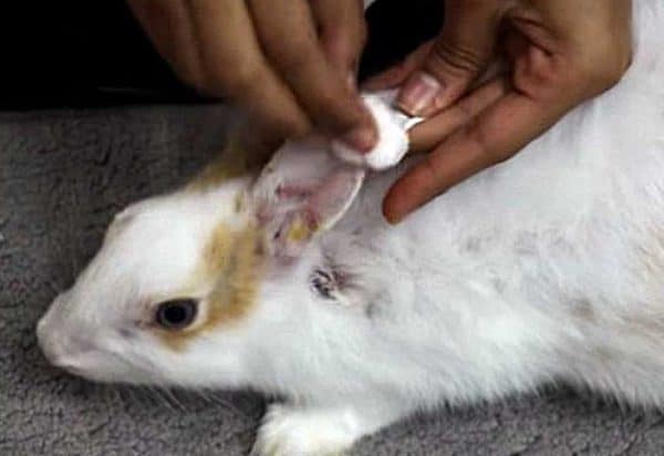 Болезнь ушей у кроликов: чем лечить
