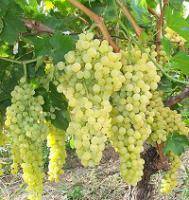 Виноград "галбена ноу": описание и характеристика, отзывы
