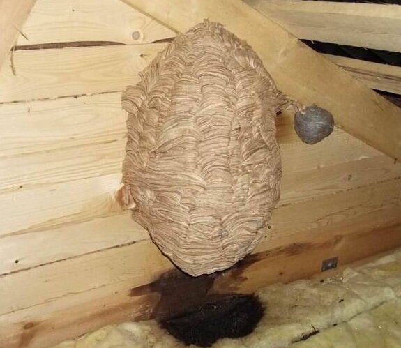 Опасные соседи: как избавиться от гнезда шершней под крышей