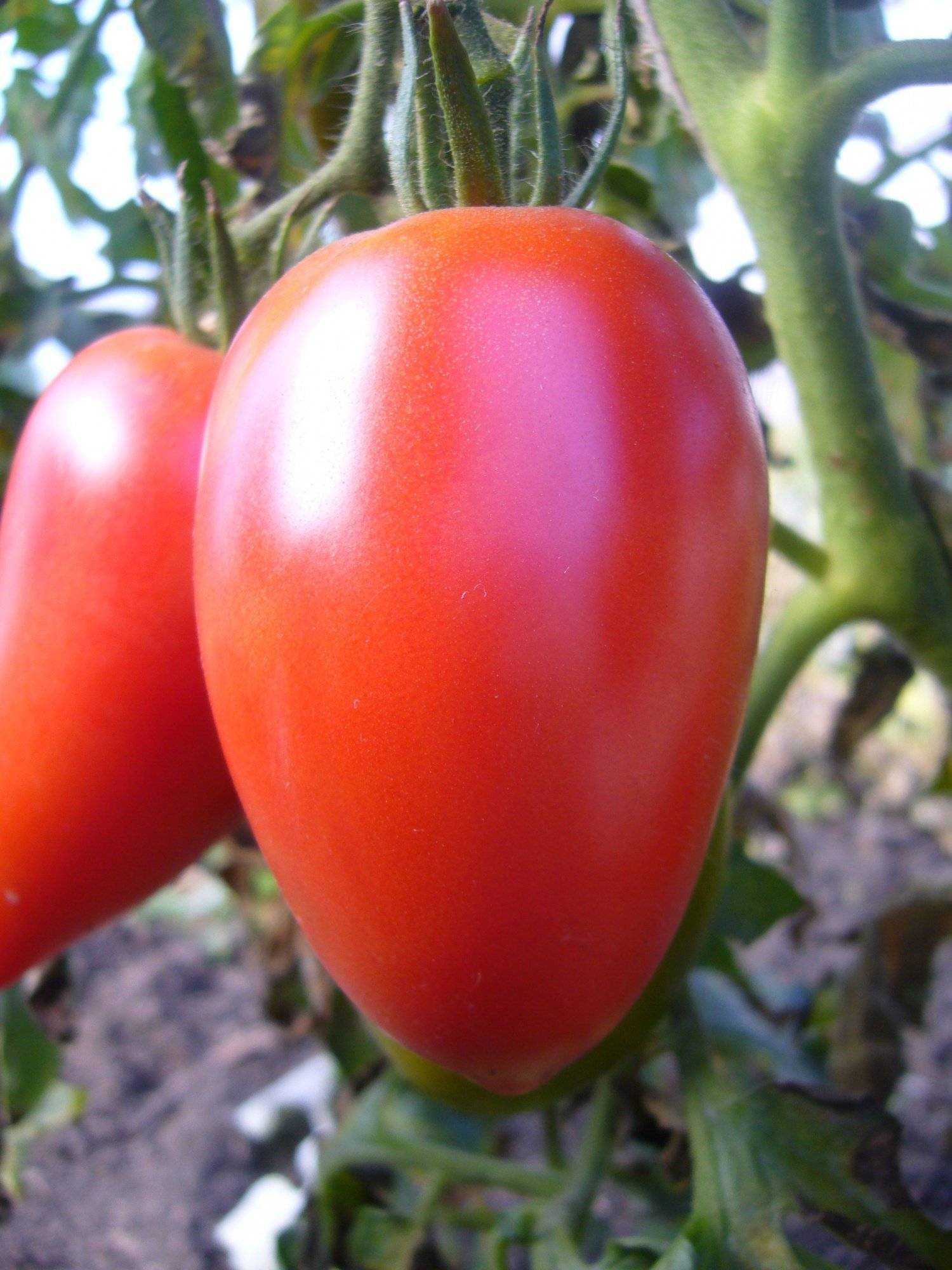 Характеристика и описание томата «перцевидный»
