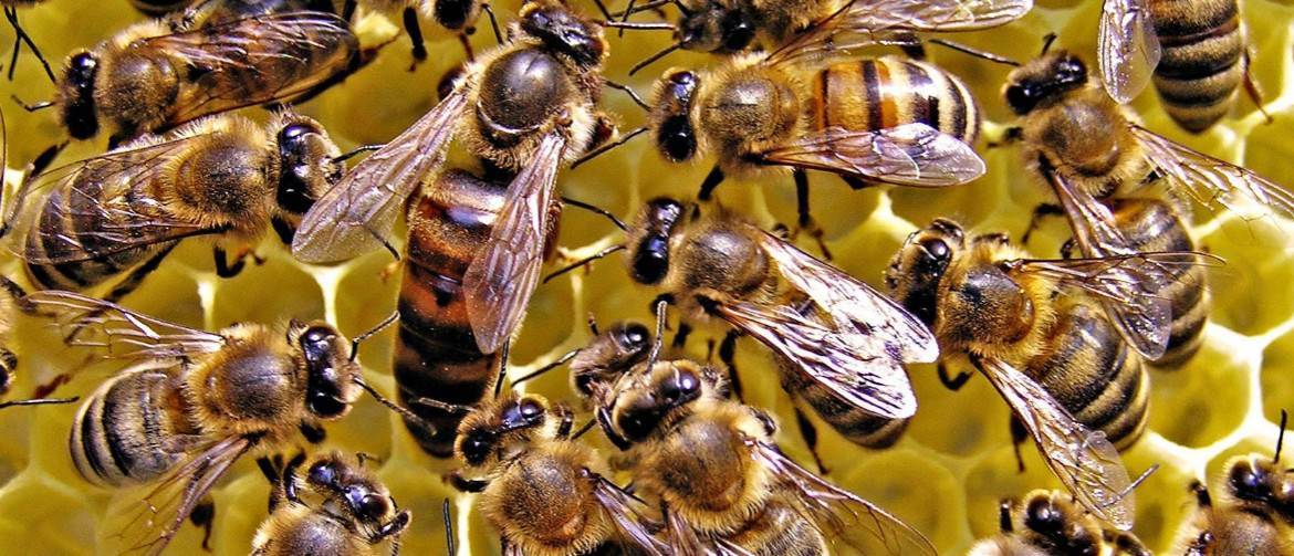 О разведении пчел в домашних условиях для начинающих, календарь пчеловода